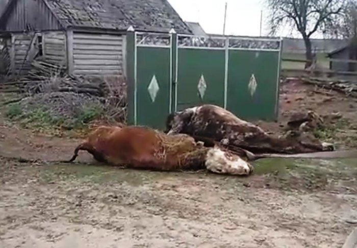 Жительница Радомышльского района устроила своим коровам голодомор и холокост вместе взятые