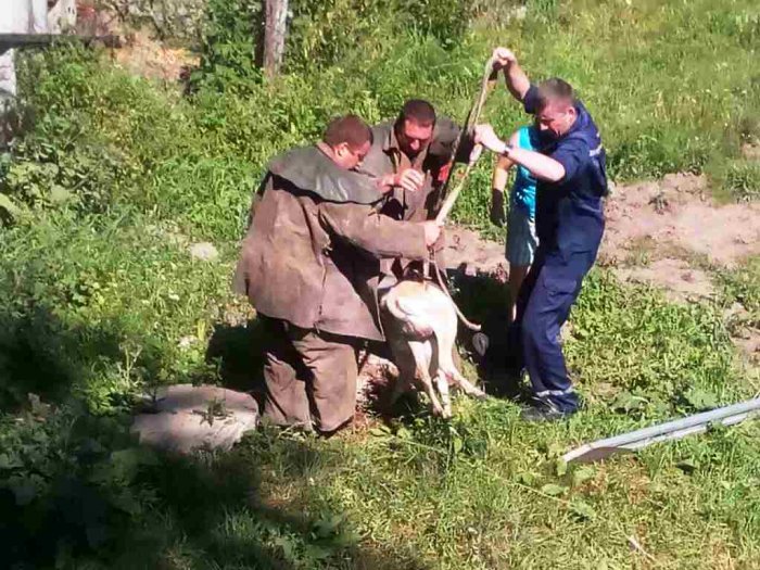 У Новограді-Волинському надзвичайники врятували козу, яка впала в каналізацію