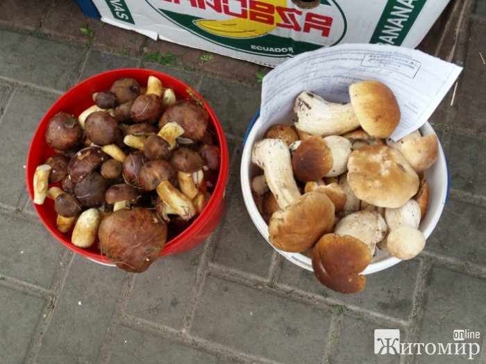 На Житньому ринку у Житомирі білі гриби за півмісяця подешевшали вдвічі 