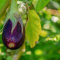 10 ПОМИЛОК ПРИ ВИРОЩУВАННІ БАКЛАЖАНІВ