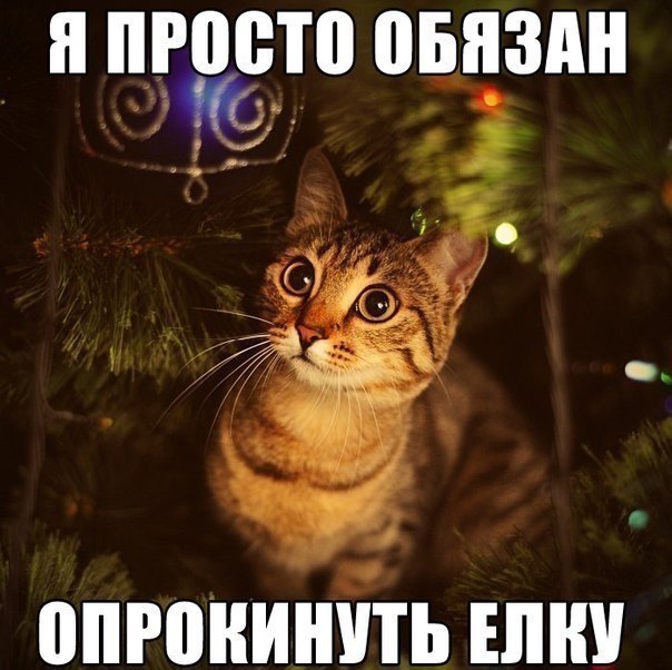 Зеленский - как кот, который катается на гирляндах новогодней елки Зеленский - как кот, который катается на гирляндах новогодней елки