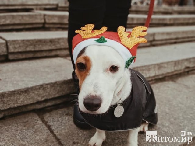 В центрі Житомира дефілювали «модні хвости». ФОТО