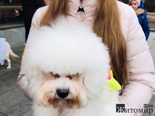 В центрі Житомира дефілювали «модні хвости». ФОТО