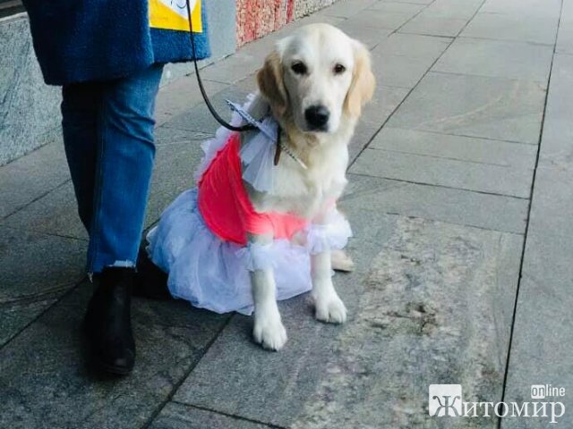 В центрі Житомира дефілювали «модні хвости». ФОТО