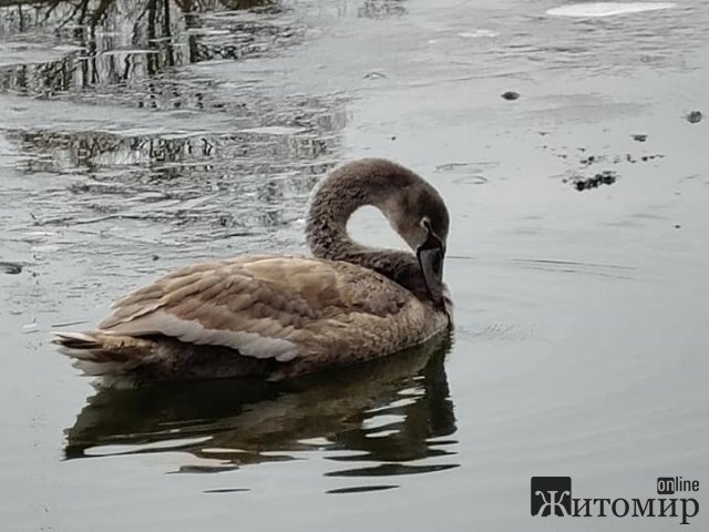 У Бердичеві молодий лебідь не може покинути місцевий ставок. ФОТО
