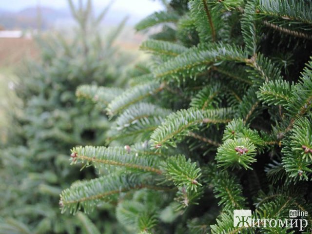 Через тиждень у Житомирі запрацюють ялинкові базари