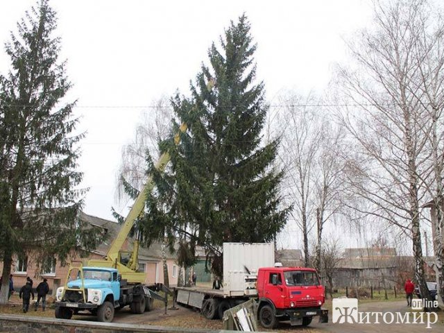 У Романові встановили новорічну ялинку, яку зрізали біля приміщення управління соцпраці РДА