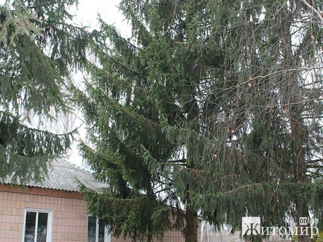У Романові встановили новорічну ялинку, яку зрізали біля приміщення управління соцпраці РДА