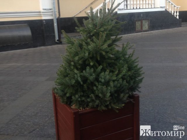У Житомирі на Михайлівській невідомі поламали ялинки в горщиках