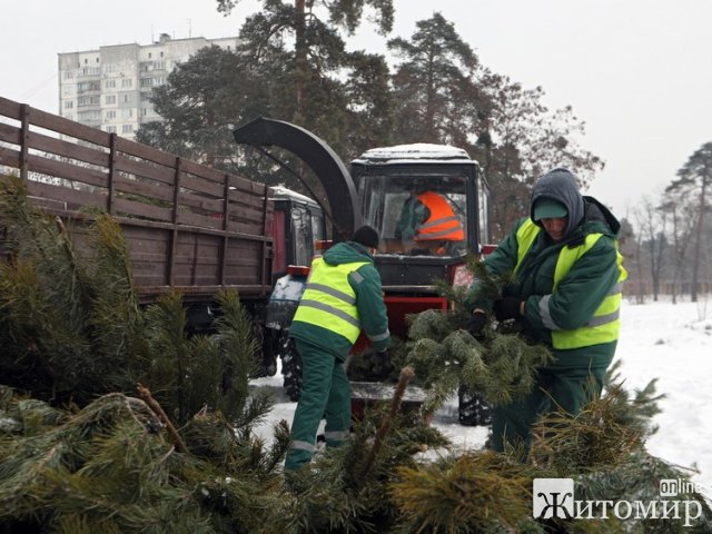 Після новорічних та різдвяних свят КП "Зеленбуд" у Житомирі прийматиме ялини та сосни на утилізацію
