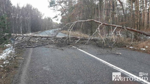 У Житомирській області сильний вітер повалив дерева, які повністю перекрили автошлях