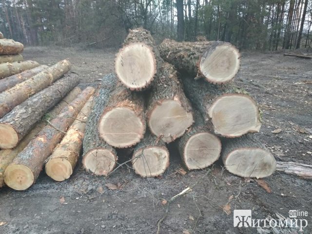 Поблизу чоловічого монастиря на Житомирщині вирубують ліс. ФОТО