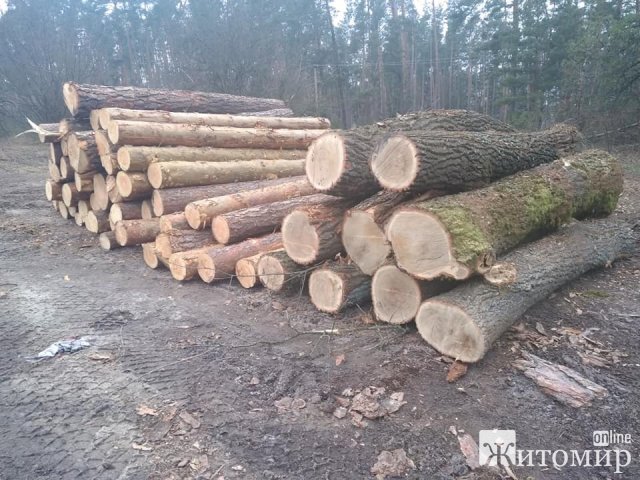 Поблизу чоловічого монастиря на Житомирщині вирубують ліс. ФОТО