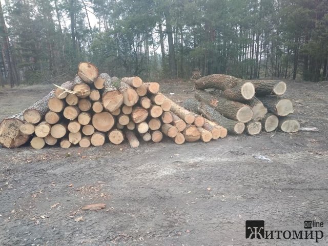 Поблизу чоловічого монастиря на Житомирщині вирубують ліс. ФОТО