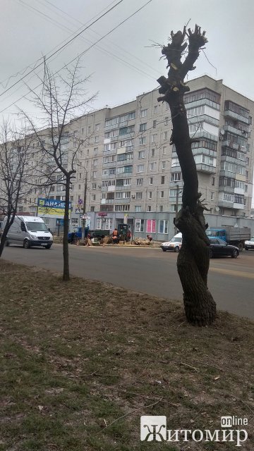 На перехресті в Бердичеві зрізають дерева, аби встановити світлофор
