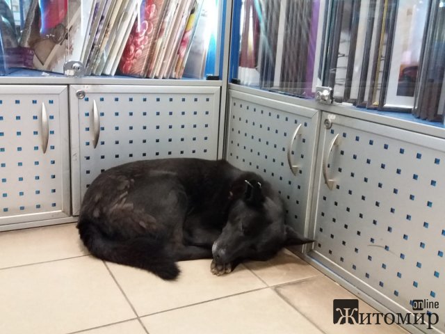 На Михайлівській у житомирській фотостудії днями відсипається пес. ФОТО