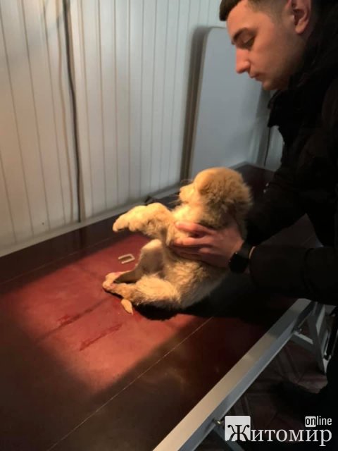 На трассе Бердичев-Житомир люди подобрали собаку, со связанными скотчем лапами. ФОТО 18+