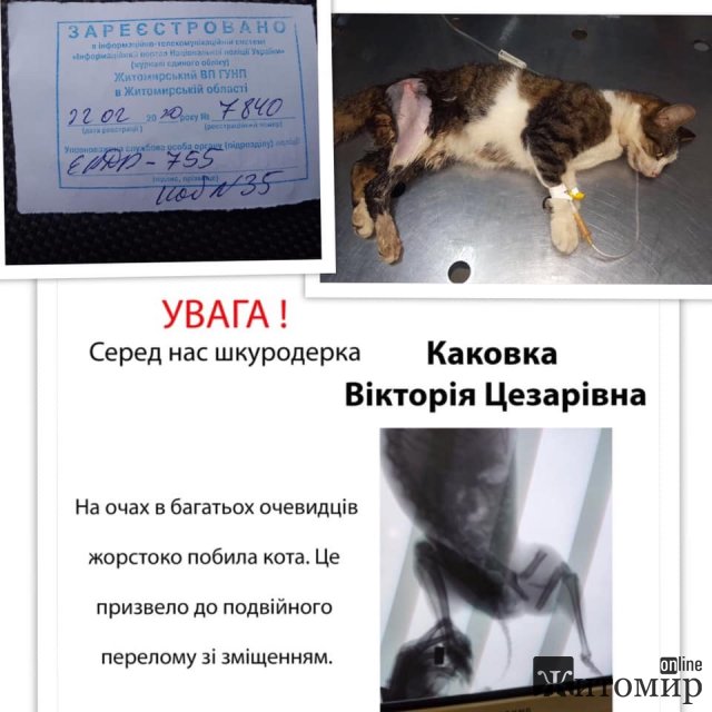 Житомиряни звинувачують голову ОСББ у побитті кота. ФОТО