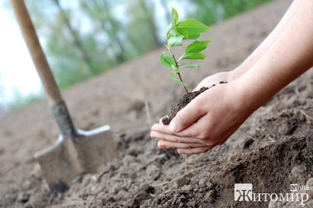 Цього року лісівники Житомирщини планують висадити більше 20 мільйонів дерев