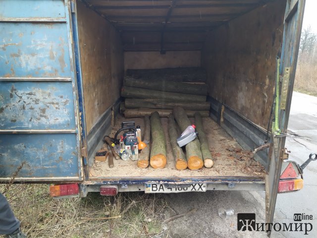 У Житомирі затримали осіб, які нарізали близько 40 дерев вільхи та вантажили у машину. ФОТО