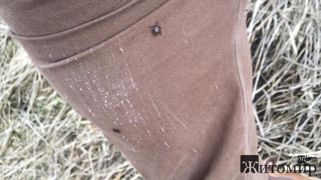 Цьогоріч зголодніли кліщі на Житомирщині прокинулися раніше. ФОТО
