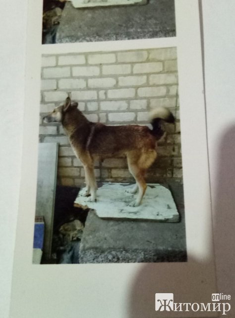 У Житомирі чоловік розшукує "Азу", про яку залишились приємні спогади. ФОТО