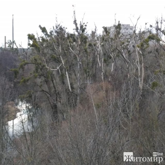 Житомир не готов к всеукраинскому озеленению. ФОТО