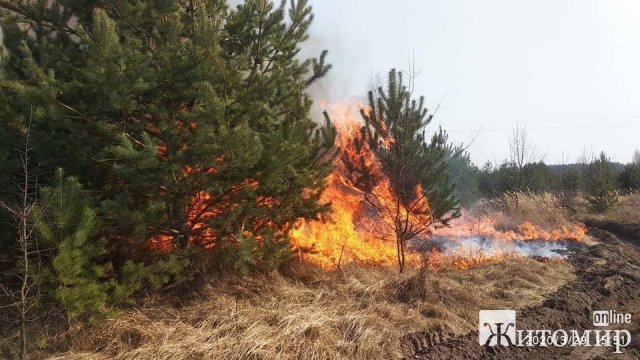 Вихідними на Житомирщині понад 300 працівників лісової охорони гасили пожежі