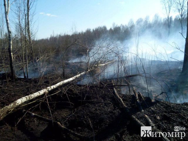  Рятувальники Житомирщини допомагали гасити пожежі в двох лісництвах. ФОТО