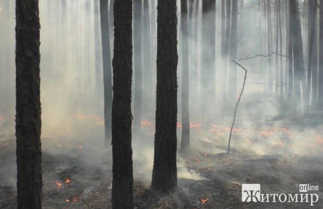 В одному з районів Житомирщини горять великі лісові масиви та територія біля сільради. ФОТО