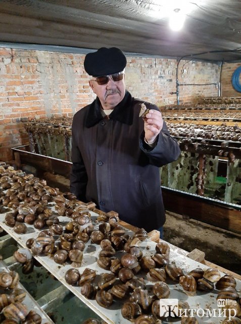 У селищі Житомирської області пенсіонер взявся вирощувати равликів. ФОТО