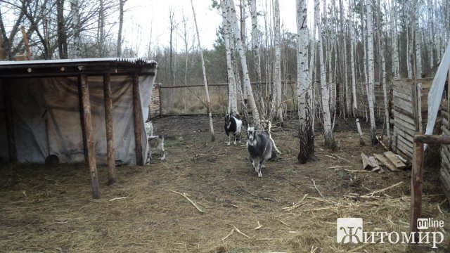 Жителька Житомира пригадала, який вигляд мала її маленька Батьківщина в Овруцькому районі до пожежі. ФОТО
