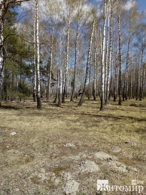 На околиці одного з сіл в Житомирській області виявили чотири "гори" з львівським сміттям. ФОТО
