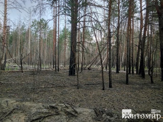 Житомирський науковець розповів про зміни клімату та пожежі в області. ФОТО
