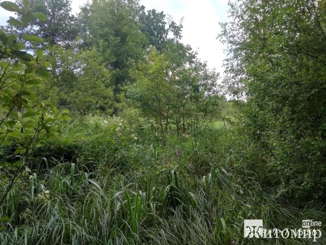 Житомирський науковець розповів про зміни клімату та пожежі в області. ФОТО