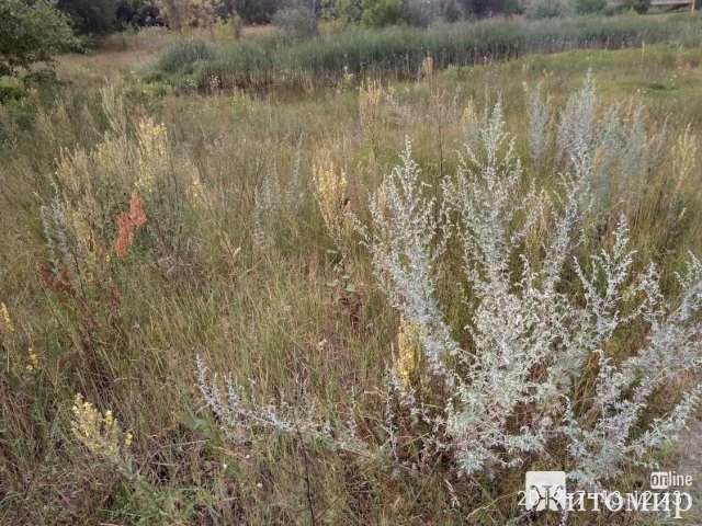 Житомирський науковець розповів про зміни клімату та пожежі в області. ФОТО