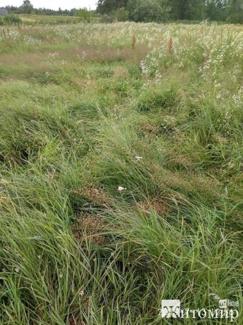 Житомирський науковець розповів про зміни клімату та пожежі в області. ФОТО