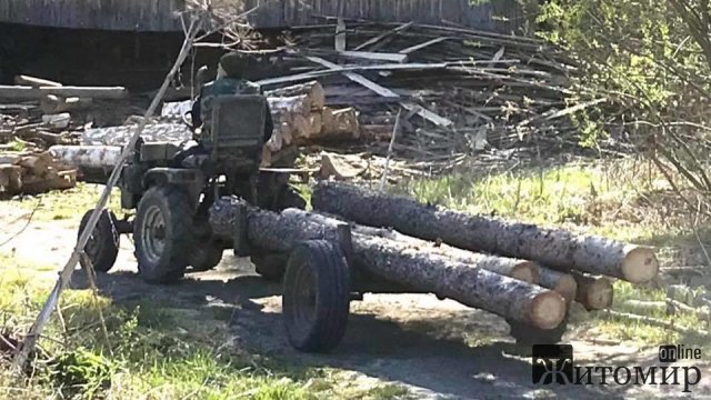 Лісоруб-"короїд" доїдає ліс у селі поблизу Житомира. ФОТО