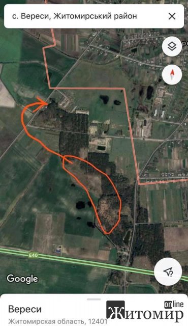 Лісоруб-"короїд" доїдає ліс у селі поблизу Житомира. ФОТО