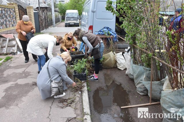 У райцентрі Житомирської області дозволили продавати саджанці. Торговці "заполонили" територію