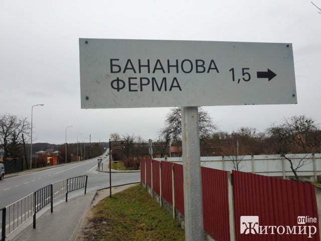 Неподалік Львова знаходиться бананова ферма. ФОТО