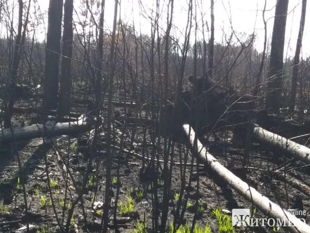 Ні травинки, ні ластівки - спалене село в Овруцькому районі. ФОТО