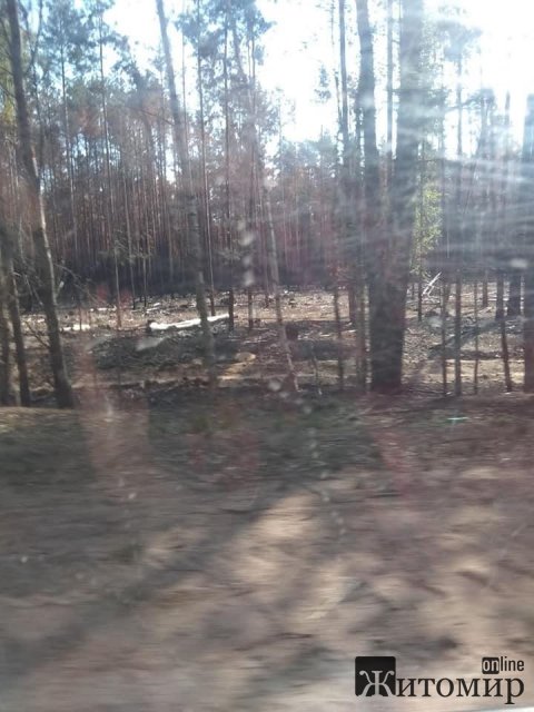 Ні травинки, ні ластівки - спалене село в Овруцькому районі. ФОТО
