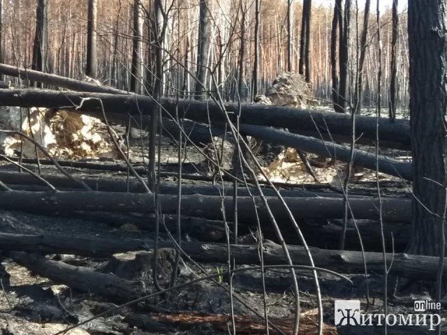 Ні травинки, ні ластівки - спалене село в Овруцькому районі. ФОТО