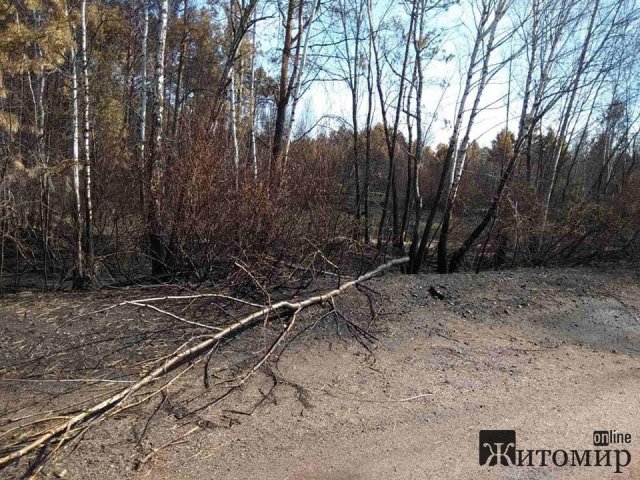 Ні травинки, ні ластівки - спалене село в Овруцькому районі. ФОТО