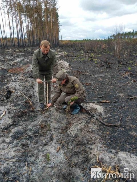 На Житомирщині після весняних пожеж територію засуджують лісом. ФОТО