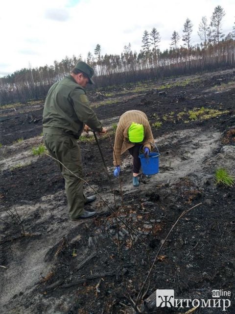 На Житомирщині після весняних пожеж територію засуджують лісом. ФОТО