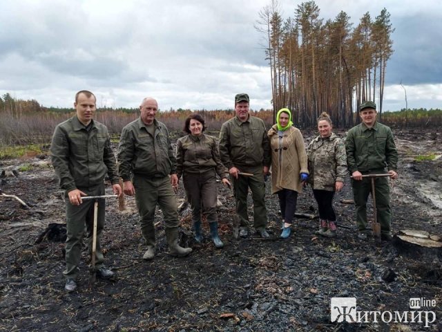 На Житомирщині після весняних пожеж територію засуджують лісом. ФОТО