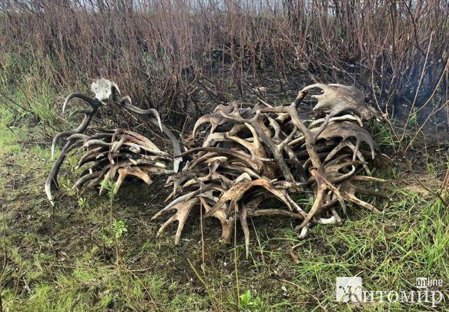 Житомирські прикордонники затримали чоловіків, які в Чорнобильській зоні збирали оленячі роги. ФОТО