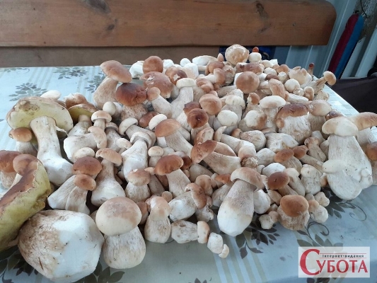 Білі гриби, які знайшов житомирянин Володимир Омецинський Білі гриби, які знайшов житомирянин Володимир Омецинський